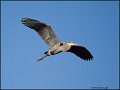 _2SB3713 great-blue heron in flight